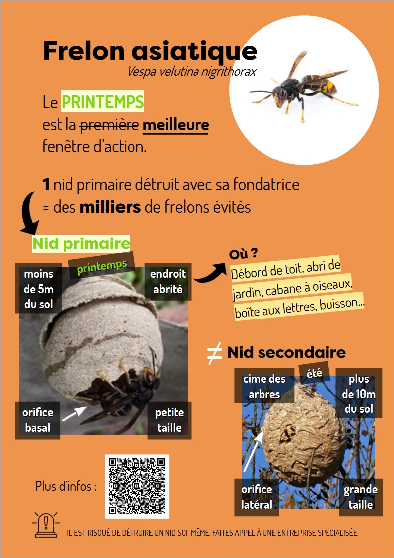 INFORMATION FRELON ASIATIQUE